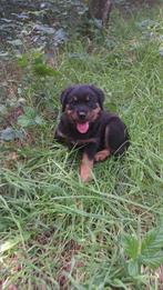 Rottweiler pups mogen naar nieuw huisje, Rabiës (hondsdolheid), 8 tot 15 weken, Groot, Meerdere