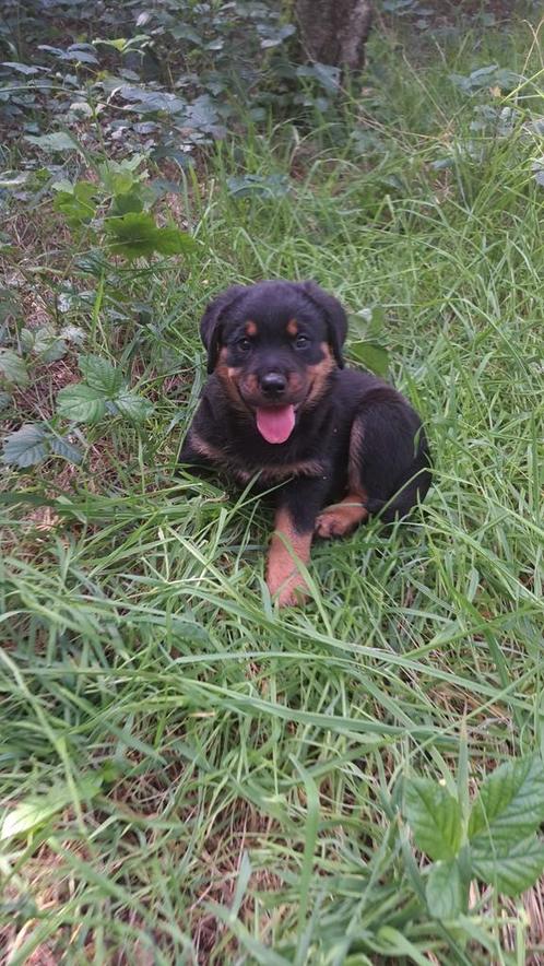 Rottweiler pups mogen naar nieuw huisje, Dieren en Toebehoren, Honden | Niet-rashonden, Groot, Meerdere dieren, Particulier, Meerdere
