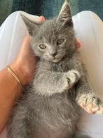 Britsekorthaar mix, Dieren en Toebehoren, Katten en Kittens | Dekkaters, 0 tot 2 jaar