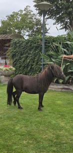 Te koop minishetland hengstje, Dieren en Toebehoren, Pony's, Merrie, Niet van toepassing, Recreatiepony, Gechipt