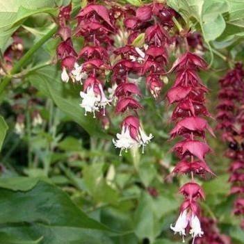 Fazantenbes, Grootmoeders oorbel, Leycesteria Formosa beschikbaar voor biedingen