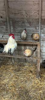 3 friese hoen krielkippen + haantje, Vrouwelijk, Kip