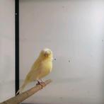 Fors koppel kanaries gloster, Dieren en Toebehoren, Meerdere dieren, Kleurkanarie