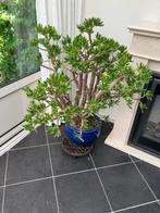 25 jaar oude crassula ovata/ Jadeplant, Huis en Inrichting, Kamerplanten, Ophalen, Vetplant, Halfschaduw, In pot