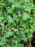 Stephanandra Incisa crispa | Kleine Kransspirea | P9, Ophalen of Verzenden, Overige soorten, Haag, Minder dan 100 cm