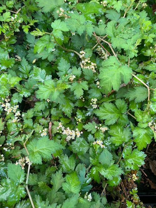 Stephanandra Incisa crispa | Kleine Kransspirea | P9, Tuin en Terras, Planten | Struiken en Hagen, Haag, Overige soorten, Minder dan 100 cm