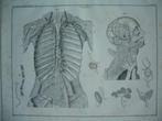 1843 Oken anatomie prent mensen schedel vaten (A10), Ophalen of Verzenden