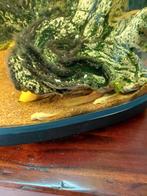 Albino Ancitrus, Vis, Zoetwatervis