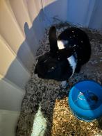 Lief (ram) konijn met buitenhok, Dieren en Toebehoren, Mannelijk