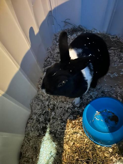 Lief (ram) konijn met buitenhok, Dieren en Toebehoren, Konijnen, Mannelijk