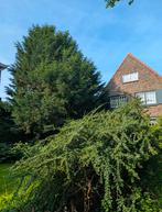 GRATIS Kerstgroen, Ophalen, Bloeit niet, Halfschaduw, Overige soorten