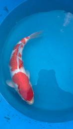 te koop kohaku hoshikin, Dieren en Toebehoren, Karper of Koi