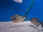 Te koop  3 x piranha's, Dieren en Toebehoren, Vis