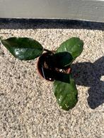 Hoya globulosa, Ophalen, Overige soorten, Halfschaduw, Minder dan 100 cm