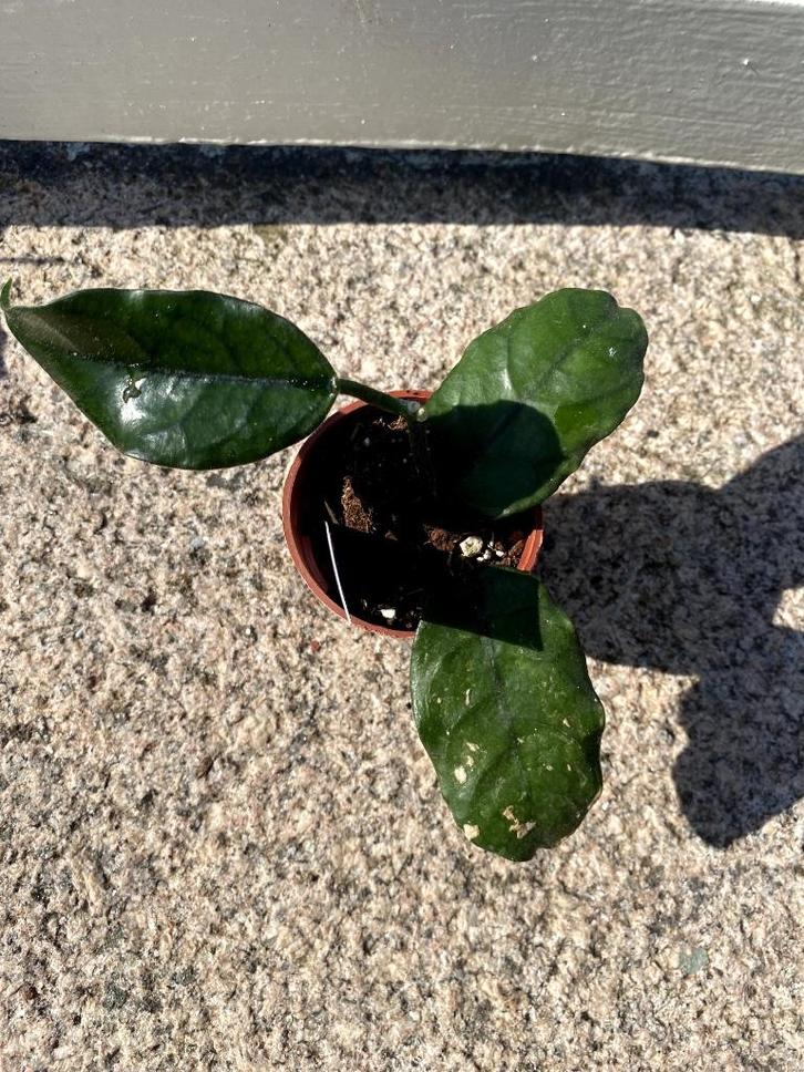 Hoya globulosa, Huis en Inrichting, Kamerplanten, Overige soorten, Minder dan 100 cm, Bloeiende kamerplant, Halfschaduw, Ophalen