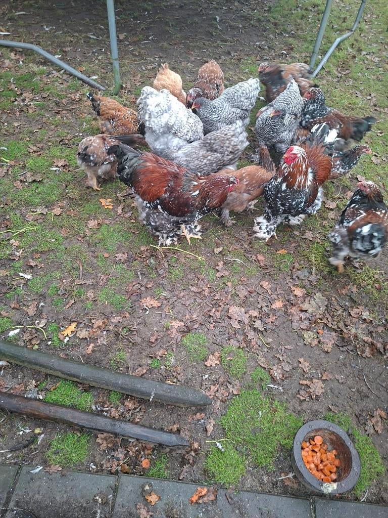 Brahma broedeieren, Geslacht onbekend, Kip