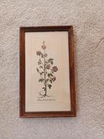 Botanische prent in lijst Antieke, Ophalen of Verzenden