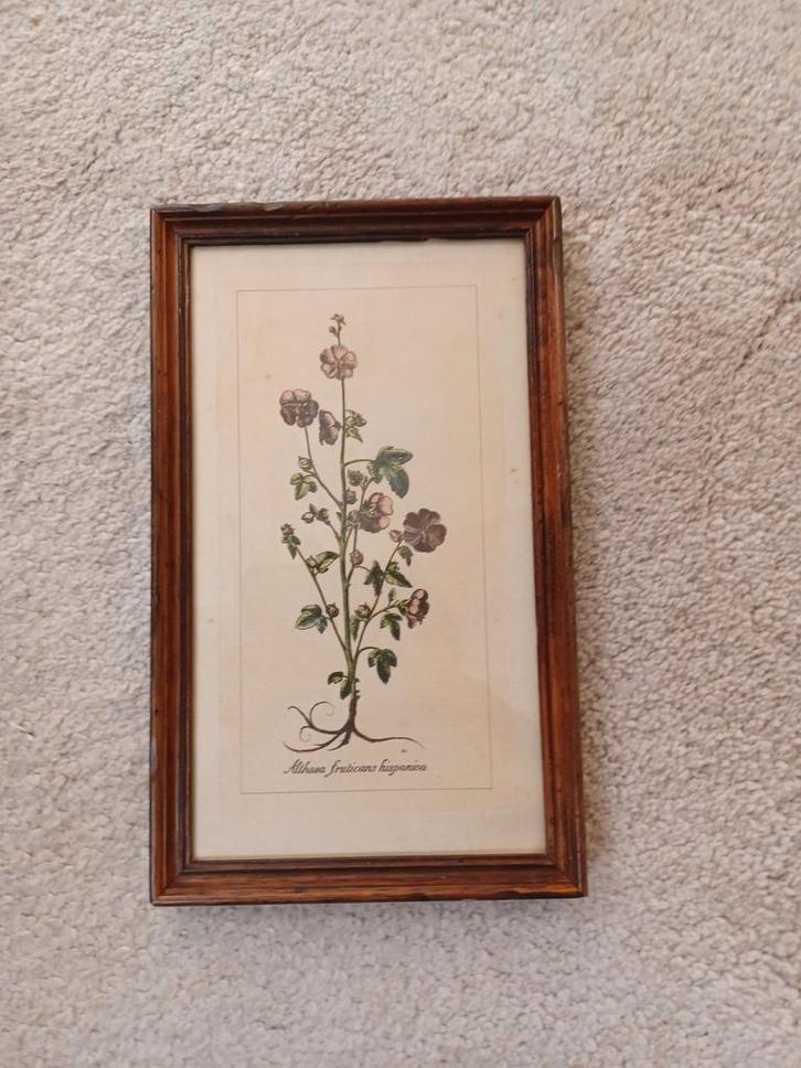 Botanische prent in lijst Antieke, Antiek en Kunst, Kunst | Etsen en Gravures, Ophalen of Verzenden