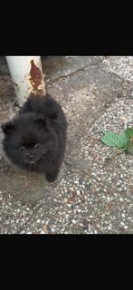 mooie pups zoeken een gouden mandje, Parvo, Overige rassen, 8 tot 15 weken, Meerdere