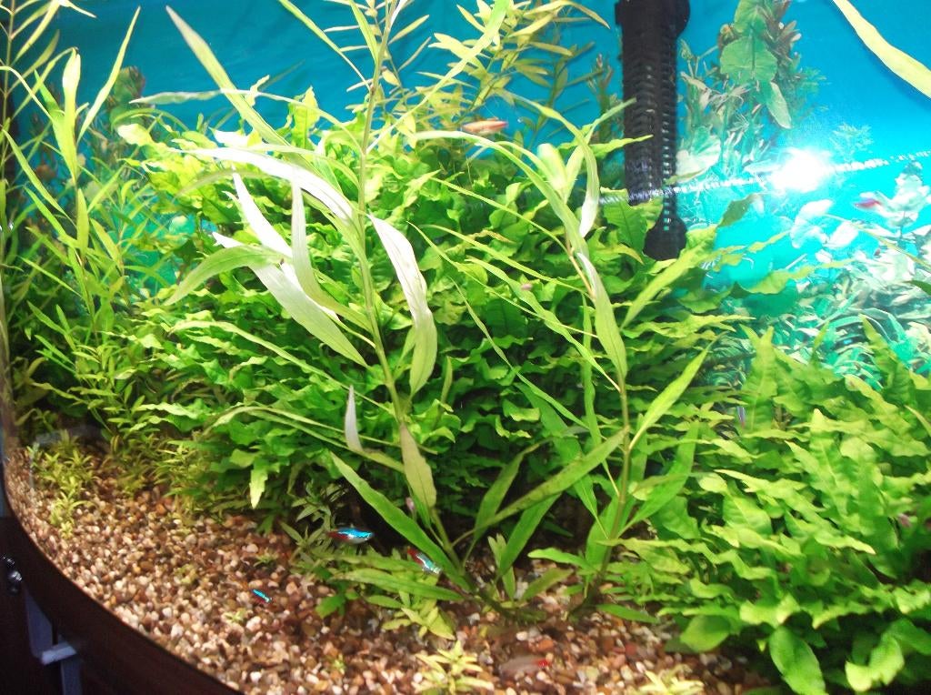 Hallo,heb nog wat javavaren stekjes over, Dieren en Toebehoren, Vissen | Aquaria en Toebehoren, Ophalen, Plant(en), Steen of Hout