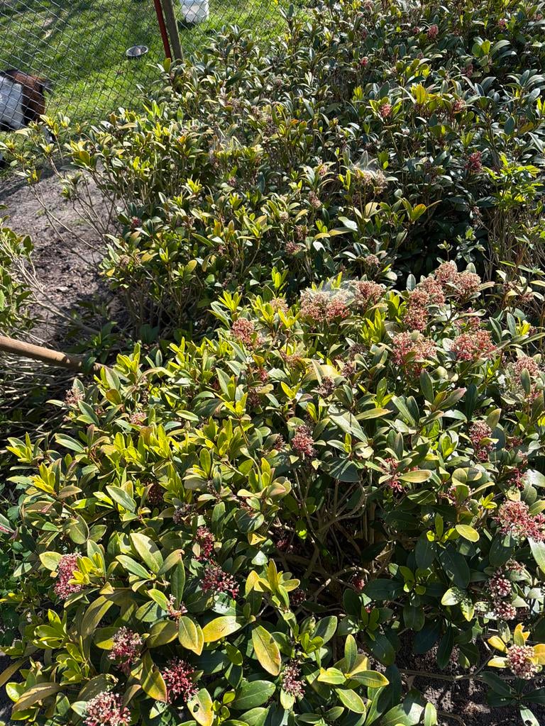 8 Grote Skimmia's te koop - Diverse Afmetingen, Vaste plant, Halfschaduw, Winter, Ophalen