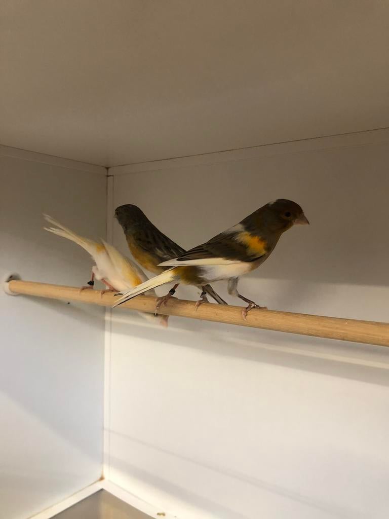 Harlekijn kanaries, Dieren en Toebehoren, Vogels | Kanaries, Meerdere dieren, Kleurkanarie