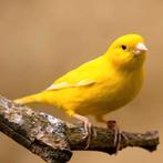Kanaries gezocht, Dieren en Toebehoren, Meerdere dieren, Kleurkanarie
