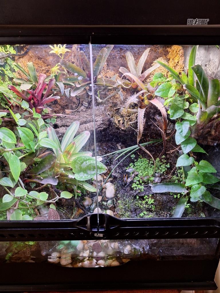 Paludarium met 5 Phyllobatus vittatus, Dieren en Toebehoren, Reptielen en Amfibieën | Toebehoren, Ophalen of Verzenden
