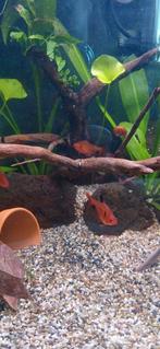 Schoudervlekzalm, Dieren en Toebehoren, Vissen | Aquariumvissen, Vis, Zoetwatervis, Schoolvis