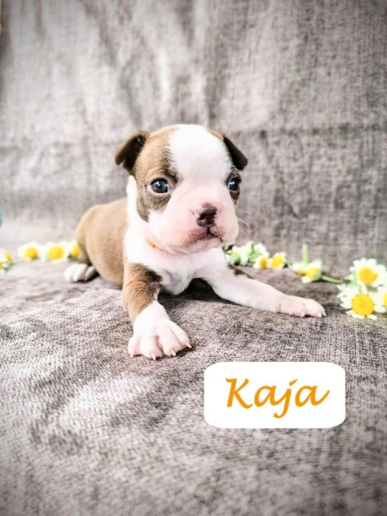 Boston Terriër Pups, Dieren en Toebehoren, Honden | Jack Russells en Terriërs, Parvo, Particulier, Overige rassen, 8 tot 15 weken