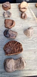 Mammoet Fossielen Collectie, Ophalen of Verzenden, Fossiel