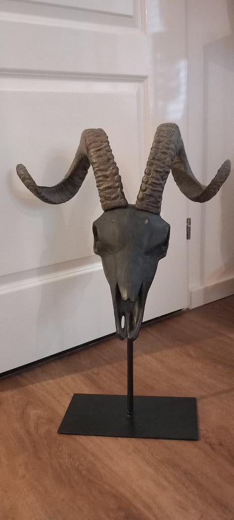 Grote 50cm Ram Skull Beeld♥️SALE VERKOOP♥️, Verzamelen, Beelden en Beeldjes, Ophalen of Verzenden, Nieuw, Dier