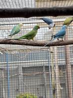 Halsbanden, Koningsparkiet, Zonparkiet...., Dieren en Toebehoren, Vogels | Parkieten en Papegaaien, Meerdere dieren, Parkiet, Geringd