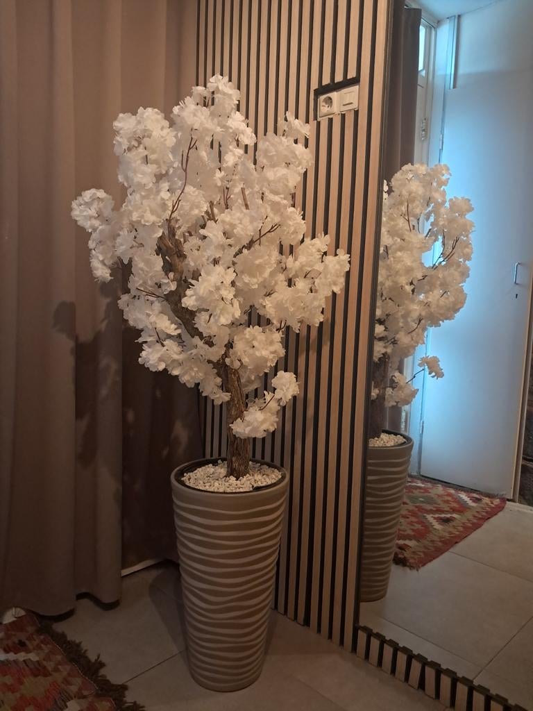 Sale, Aanbieding , Actie bloesemboom van €120 nu €95, Ophalen
