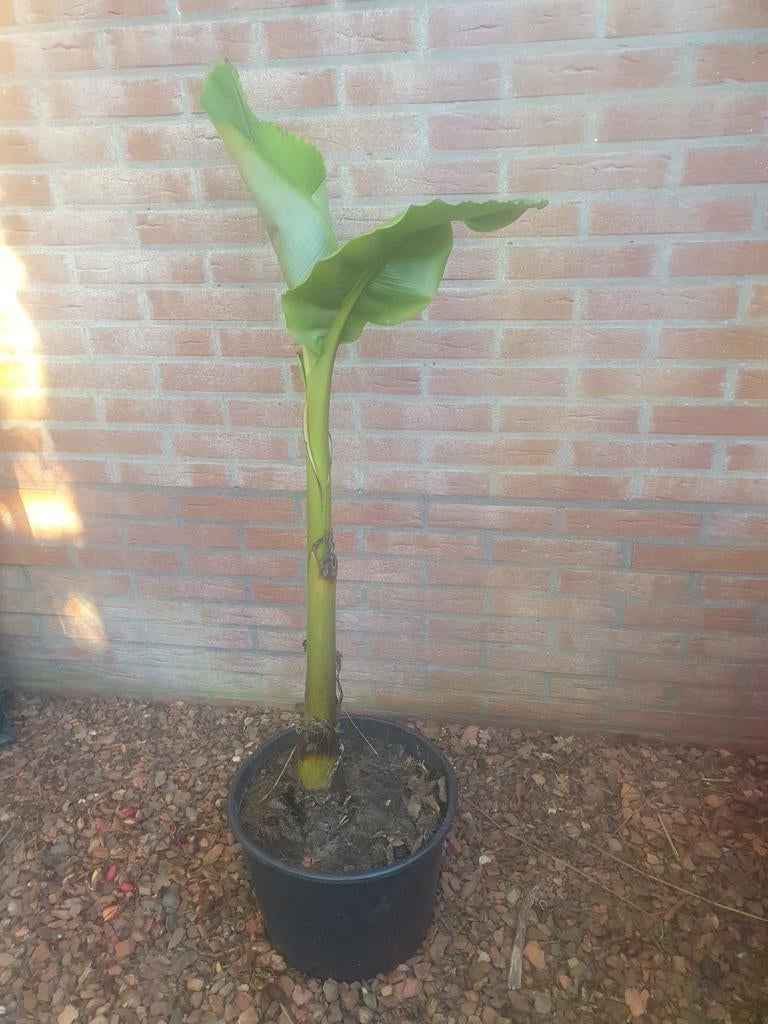 Jonge bananenplant Musa basjoo, Tuin en Terras, Ophalen, Vaste plant, Bloeit niet, Halfschaduw