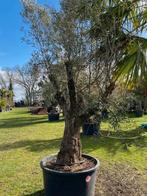 Olijfboom olea europae prachtige olijfboom NR. BA30, Volle zon, Vaste plant, Lente, Ophalen