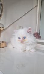 🔥 Laatste Brits langharig poesje – 8 weken – direct beschik, Meerdere dieren