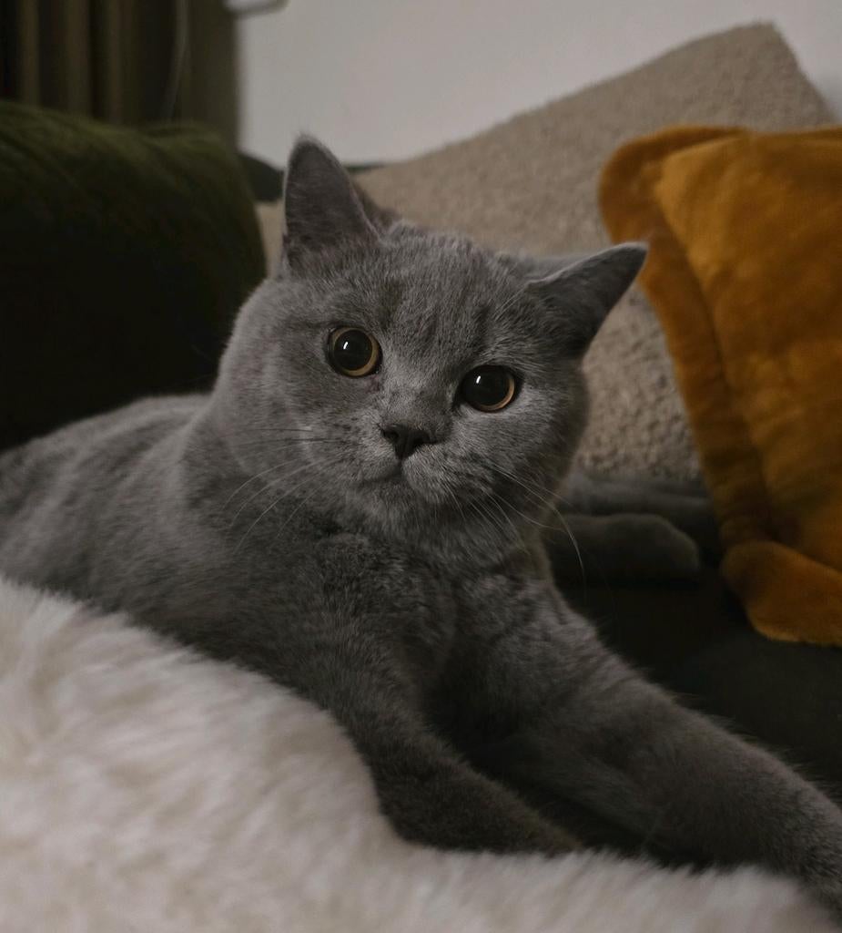 Super leuke Britse korthaar kitten, Dieren en Toebehoren, Katten en Kittens | Raskatten | Korthaar, Kater, Gechipt, 0 tot 2 jaar