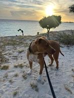 Adoptie hond Pablo, Reu, Eén hond, Middel, Nederland