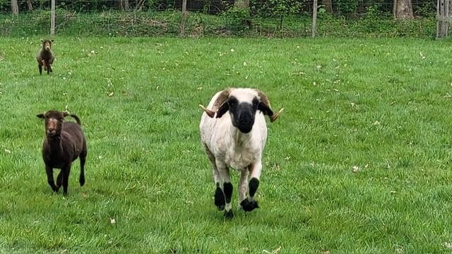 Koppel Walliser Schwarznase stamboek, Meerdere dieren, Schaap, 0 tot 2 jaar