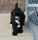 🥰Super vrolijke medium golden doodle x toy poedel pups🥰, Dieren en Toebehoren, Parvo, Overige rassen, 8 tot 15 weken, Meerdere