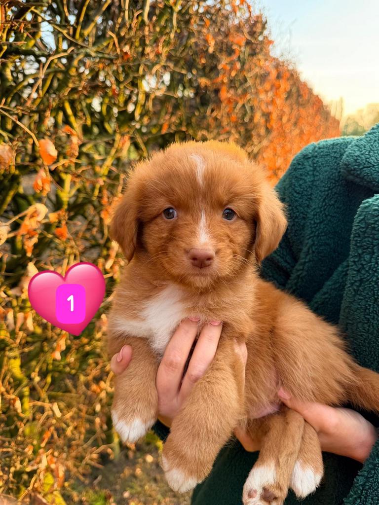 Nova Scotia Duck Tolling Retriever pups ( Toller pups ), Parvo, Overige rassen, 8 tot 15 weken, Meerdere