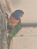 Te koop, Dieren en Toebehoren, Mannelijk, Parkiet, Geringd