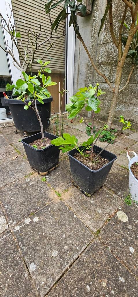 Vijgenboom, Tuin en Terras, Ophalen, Minder dan 100 cm, Vijgenboom, Zomer