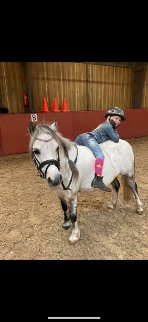 Verzorgster/Leaser gezocht voor Welsh pony’s, Dieren en Toebehoren, Paarden en Pony's | Overige Paardenspullen, Ophalen of Verzenden