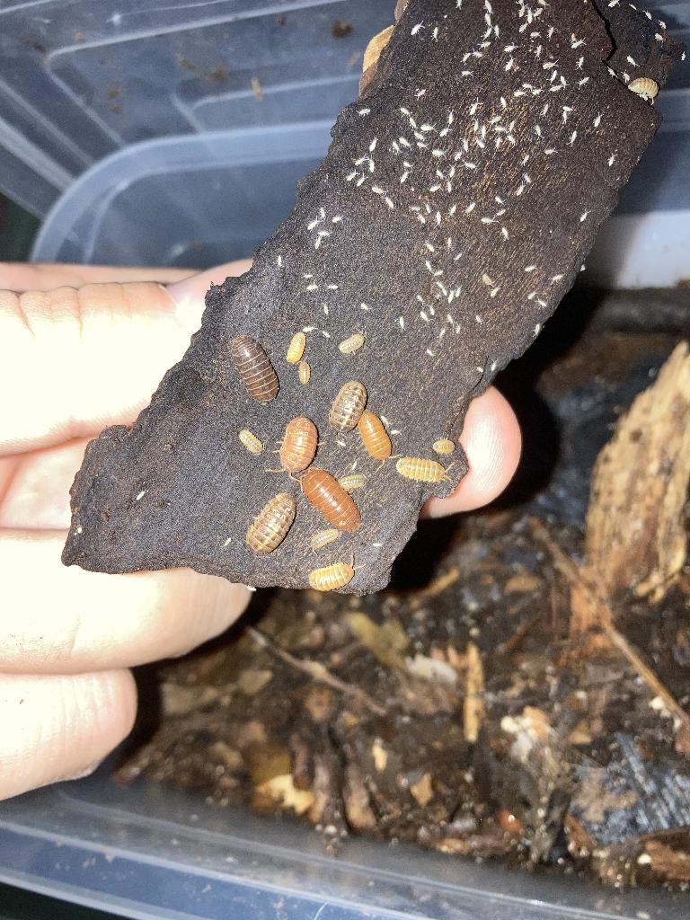 Armadillidium St lucia, Dieren en Toebehoren, Insecten en Spinnen, Overige soorten