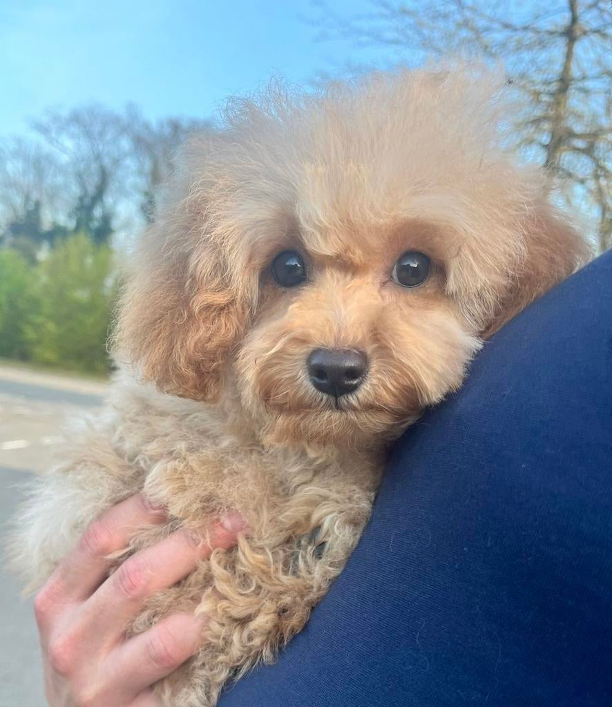 Maltipoo mini F1 teefje pup, Particulier, Overige rassen, 8 tot 15 weken, Buitenland