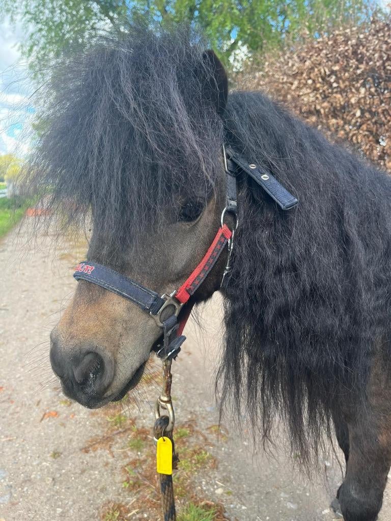 Lieve en brave shetlander hengst met stamboekpapier, Dieren en Toebehoren, Met stamboom, Niet van toepassing, Hengst, A pony (tot 1.17m)