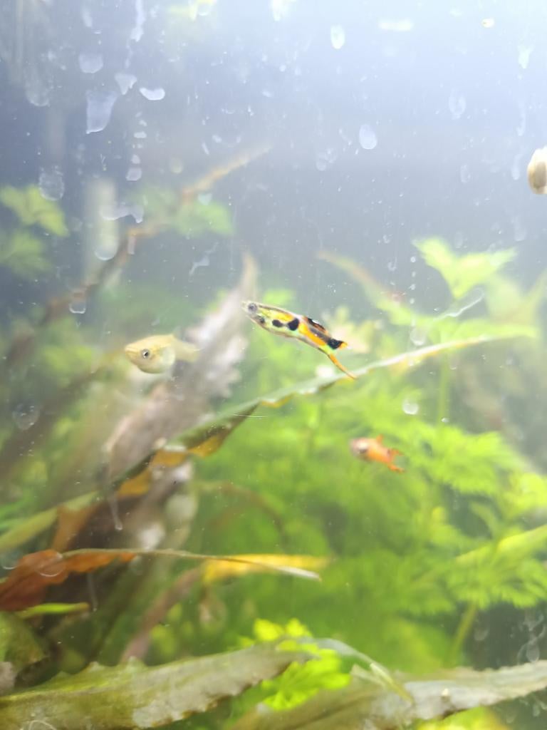 Endler guppies, Dieren en Toebehoren, Vis, Zoetwatervis, Schoolvis