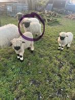 Laatste Walliser schwarznase lam (rammetje), Meerdere dieren, Schaap